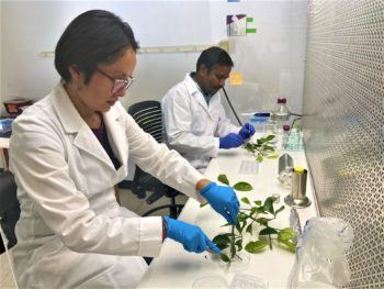 two people in white lab coats work in a lab with plant samples