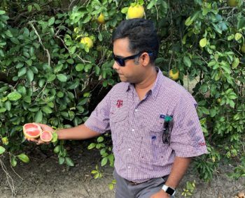 Kranthi Mandadi inspects a grapefruit for citrus greening.
