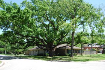 a photo of an oak tree on a homeowner's lawn