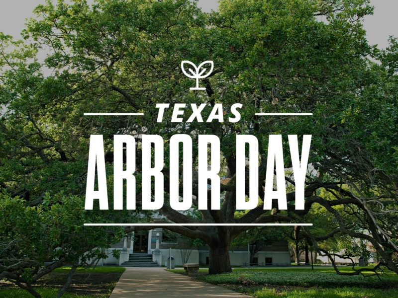 a graphic reading Texas Arbor Day over a photo of Texas A&M's Century Tree