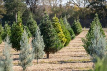 rows of live trees at a christmas tree farm