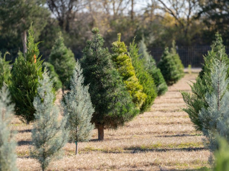 rows of live trees at a christmas tree farm