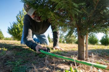 close up of man kneeling down under christmas tree with a saw