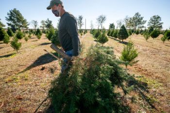 man wearing face mask carries a cutting of a tree across a christmas tree farm