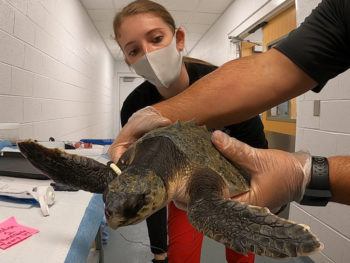 student wearing face mask examining a turtle in man's hands