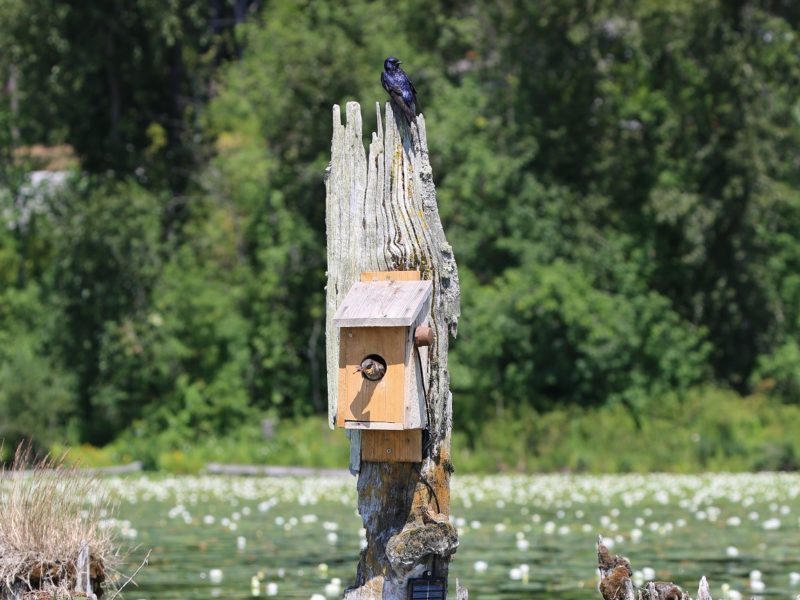 bird nesting box on a tree trunk standing in a body of water