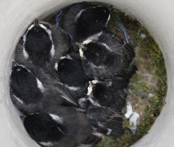 overhead shot of baby chickadees inside a nesting box