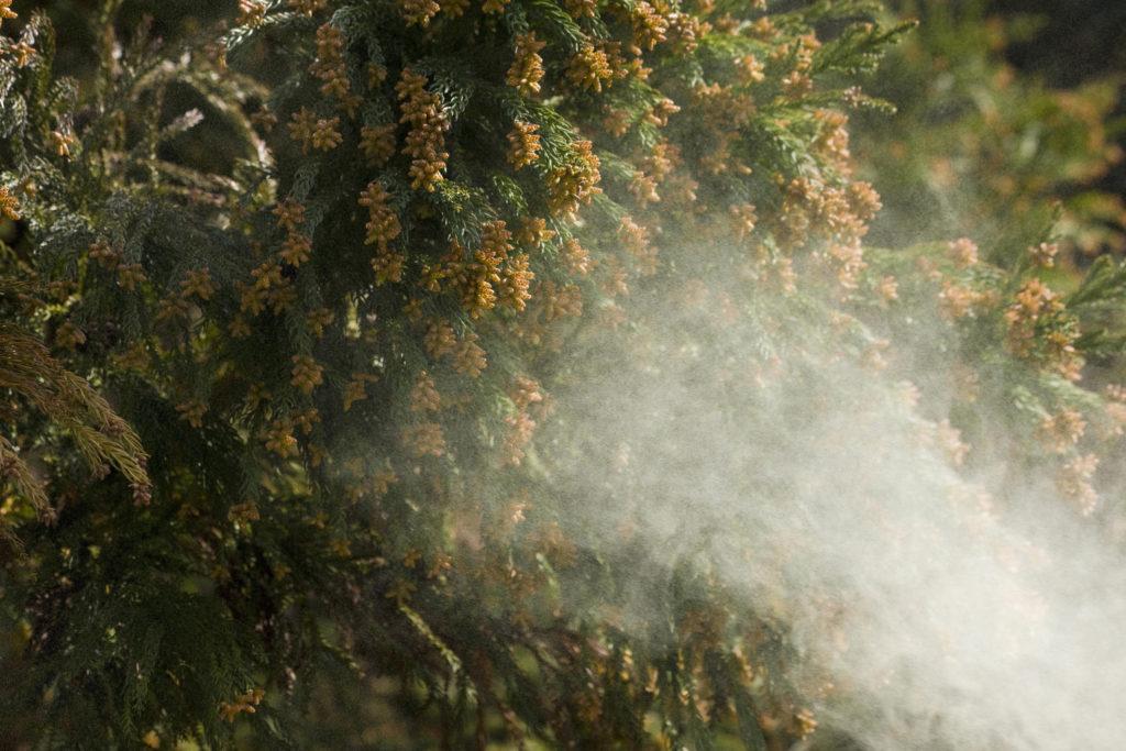 cedar pollen