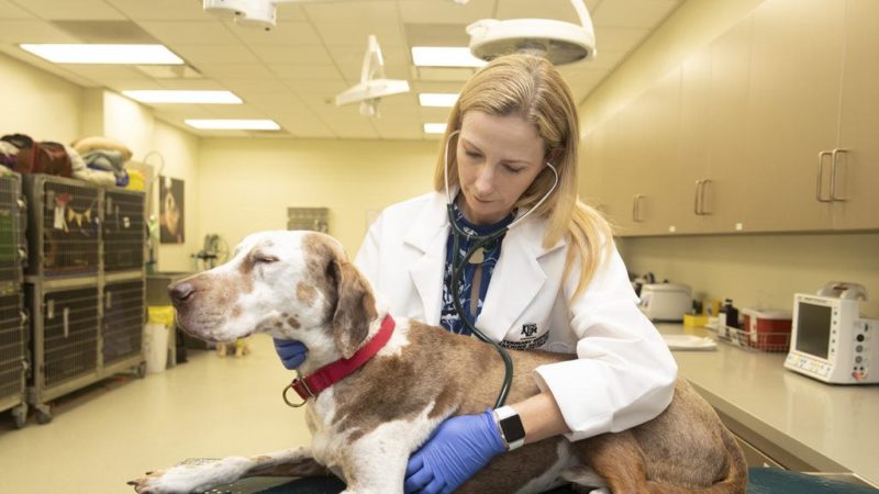 dr. heather wilson-robles examines a dog on a table using a stethoscope