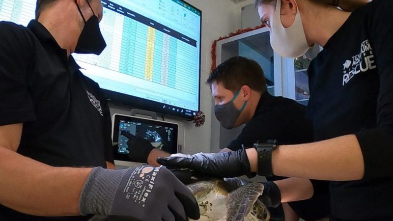 three people holding a sea turtle look at an ultrasound screen