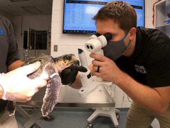 Dr. Taylor Yaw examines a sea turtle’s eyes.