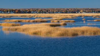 coastal ecosystem with water and grasses with community of houses in background