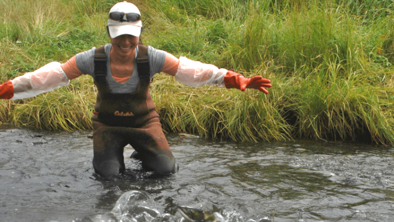 student wearing waders stands in a stream filled with salmon