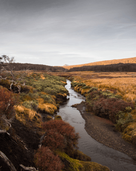 scenic outdoor shot of peatlands in argentina