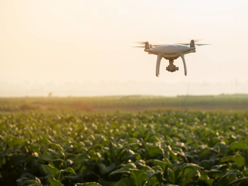 drone flyover over field of crops at sunset