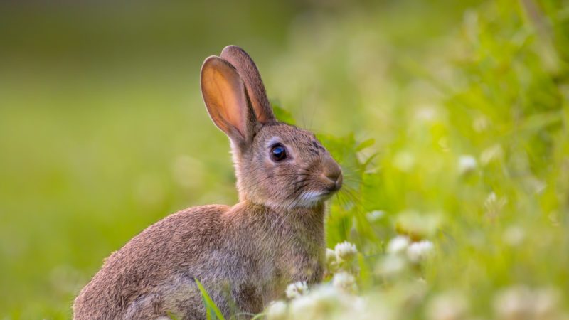 wild rabbit in field