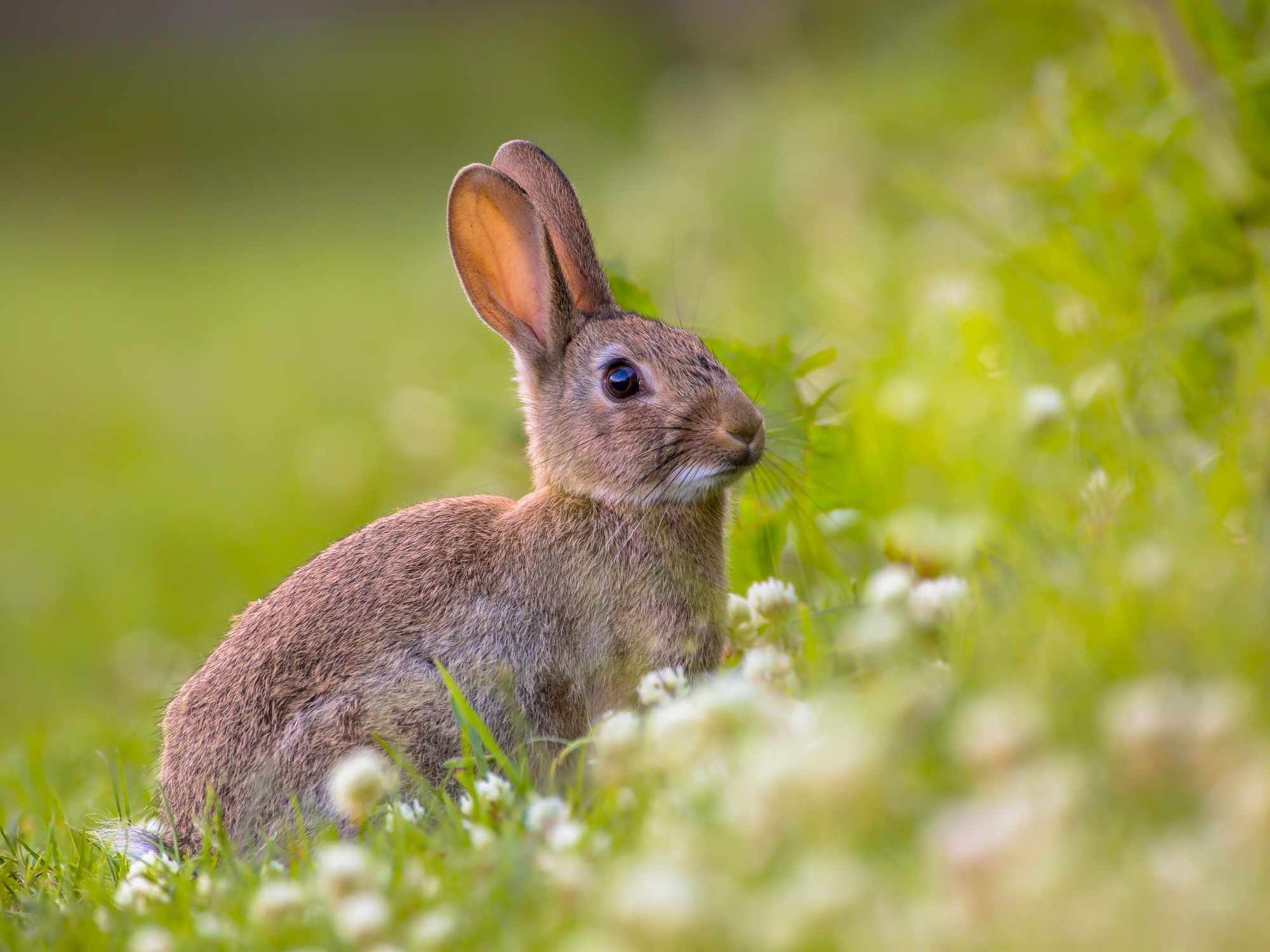 Study On Rabbit Brain Reveals Genetic Markers Of Domestication - Texas A&M  Today