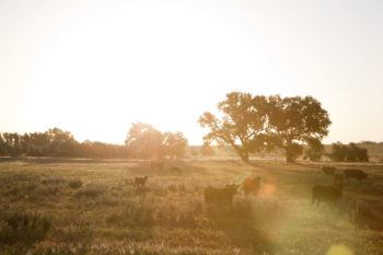 cow in field at sunrise