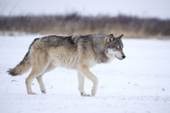 Gray wolf walks through snow
