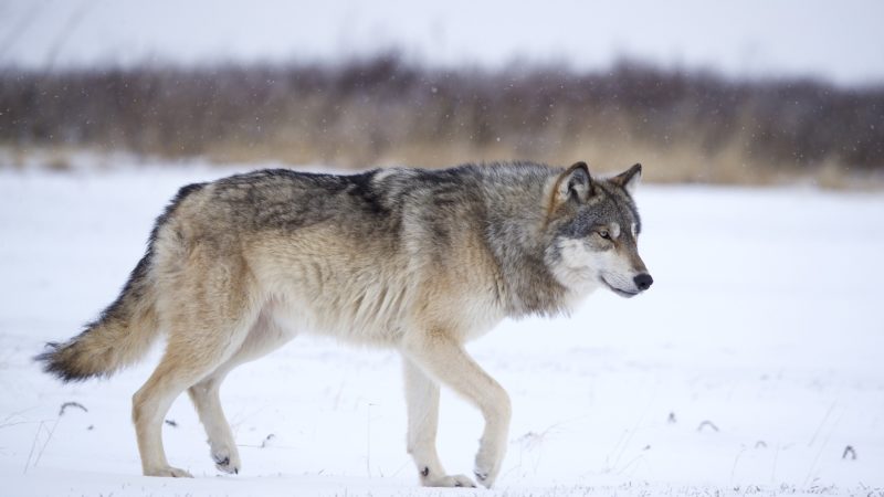 Gray wolf walks through snow