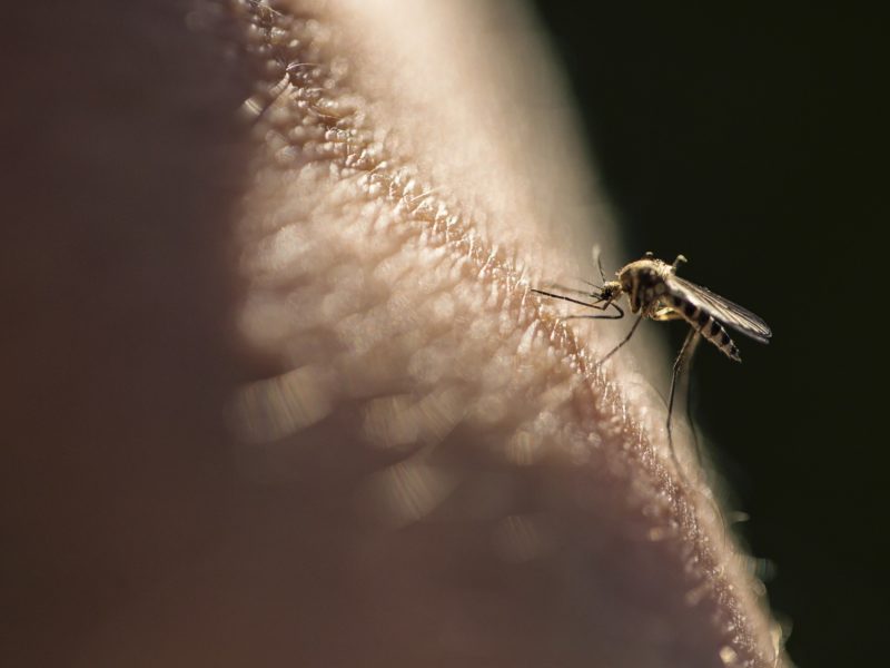 mosquito biting a person's skin