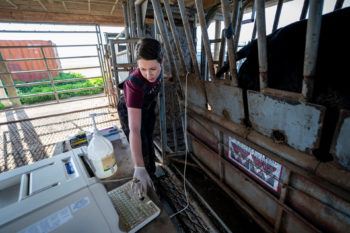 a woman in a barn performing an ultrasound on a cow