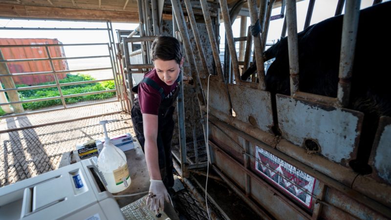 a woman in a barn performing an ultrasound on a cow