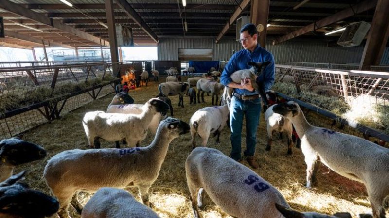 man standing in a barn surrounded by sheep