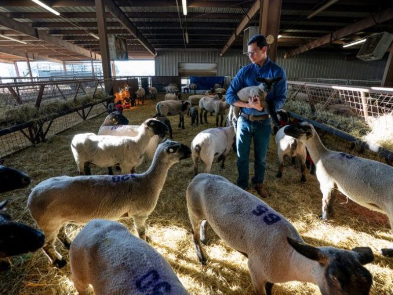 man standing in a barn surrounded by sheep