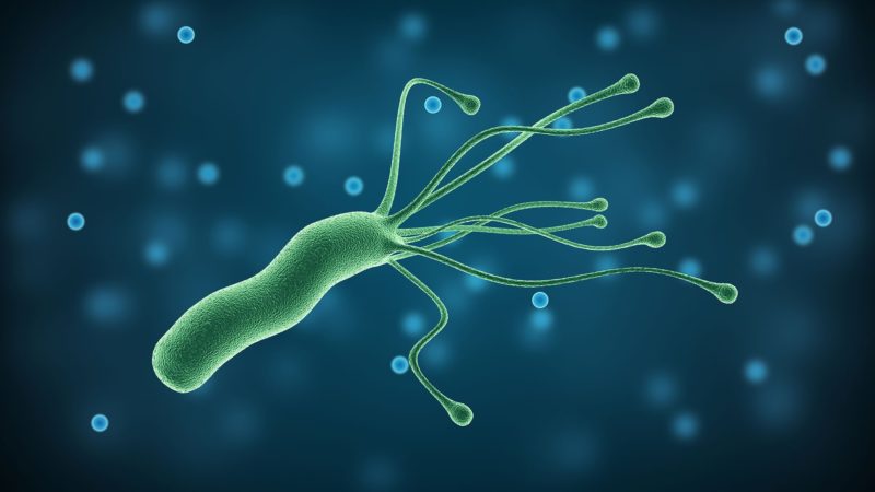 An artist’s representation of Helicobacter pylori