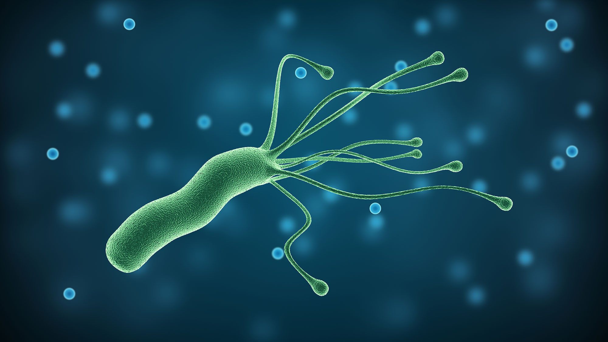 Researchers study the link between the bacteria H. pylori and