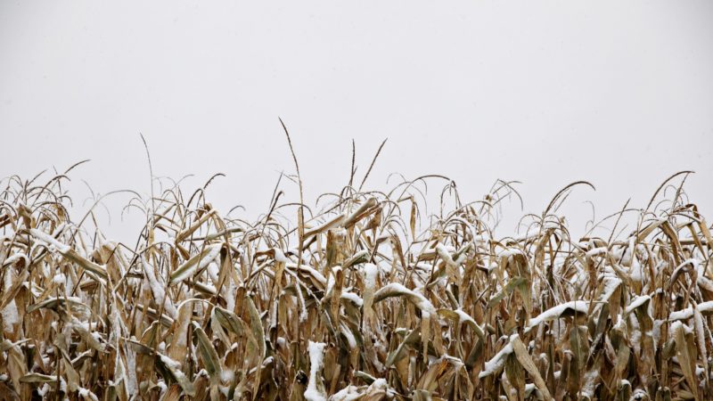 Snow Covers A Corn Field