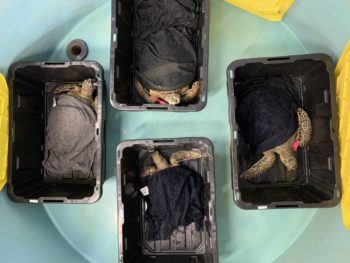 overhead view of four turtles in plastic containers