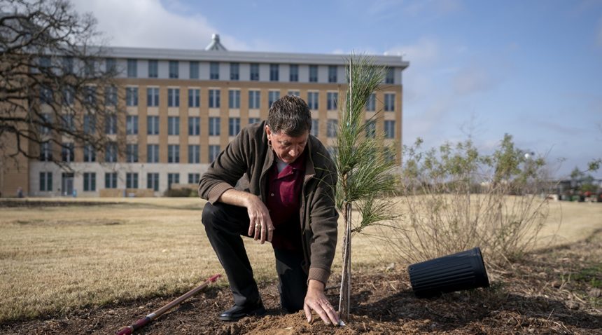 Texas A&M Gardens Manager Joseph Johnson plants the Moon Tree
