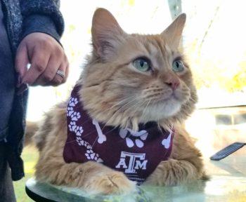 close up of a cat wearing a texas a&m bandana