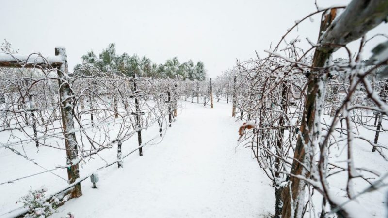 snow covered grapevines
