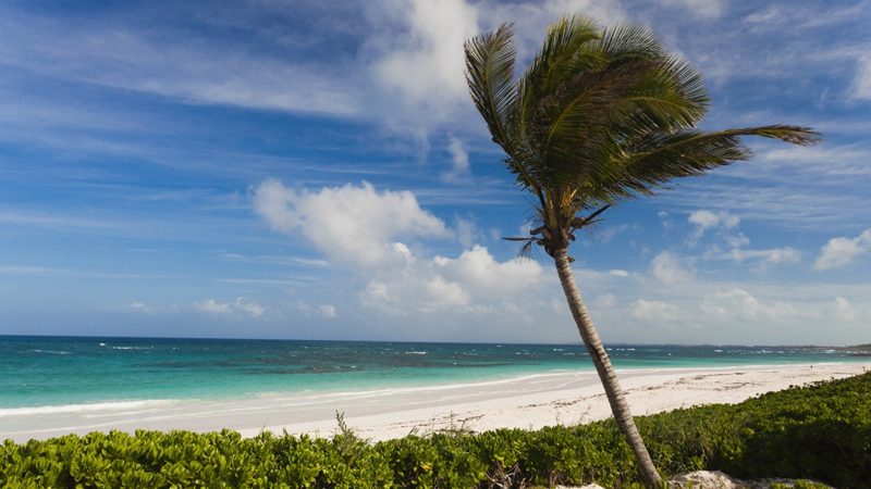 a photo of a palm tree on a beach in the Bahamas