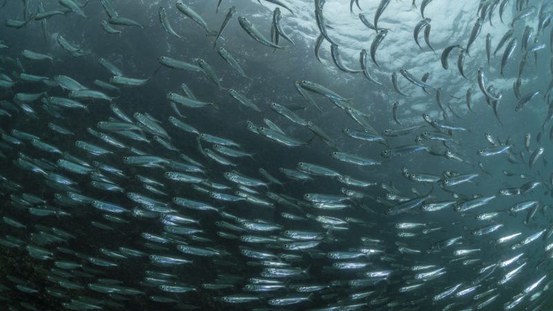 School of herring in the ocean