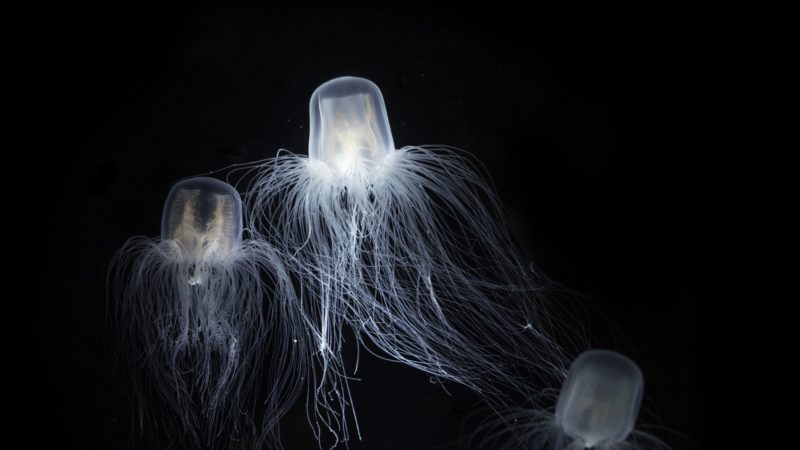 three jellyfish against a black background
