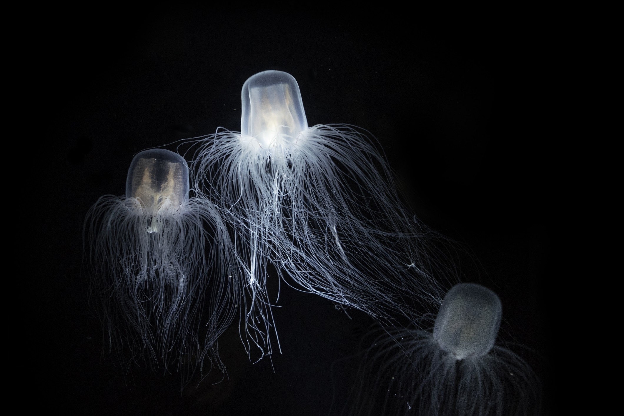 This Jellyfish Can Defy Death And Turn Back Time - Texas A&M Today