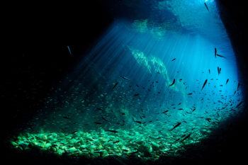 Fish underwater illuminated by sunlight