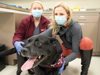 two vet hospital employees crouch down next to a black lab