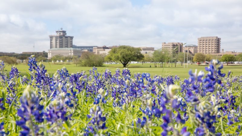 bluebonnets with campus buildings in background