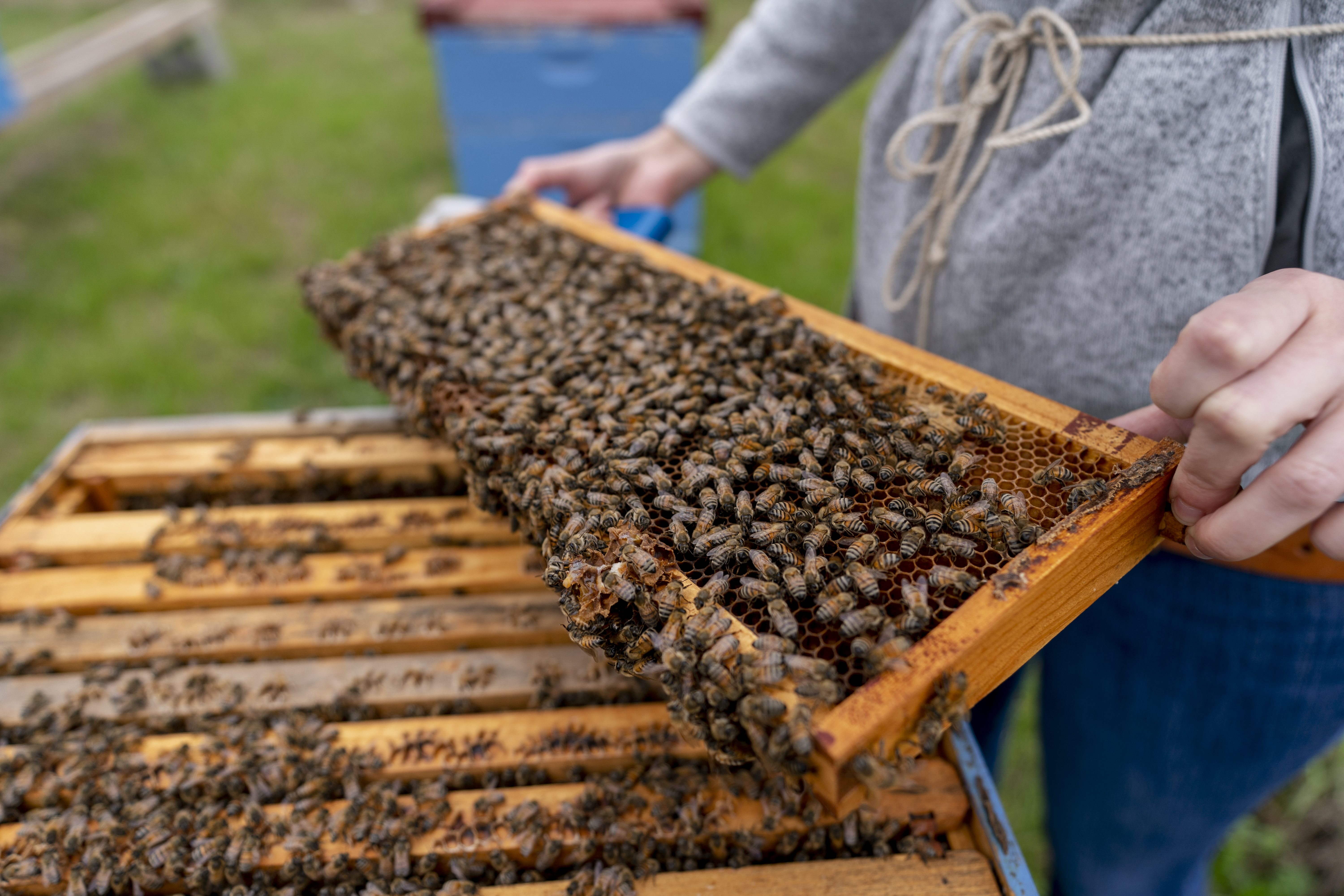 hive of honeybees