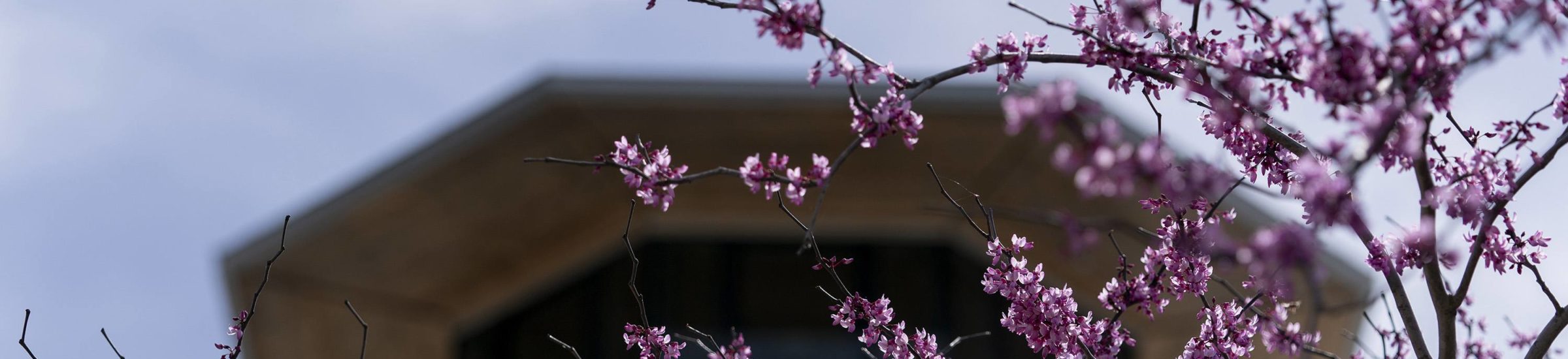 pink buds blooming on branches in the foreground in front covered building in the gardens