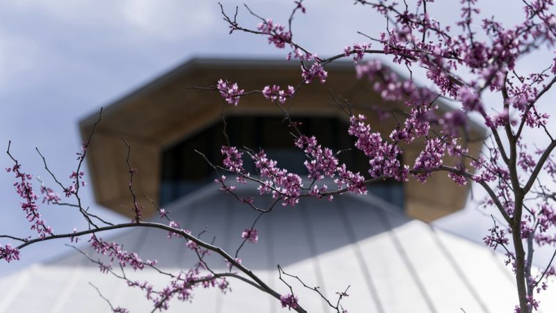 pink buds blooming on branches in the foreground in front covered building in the gardens
