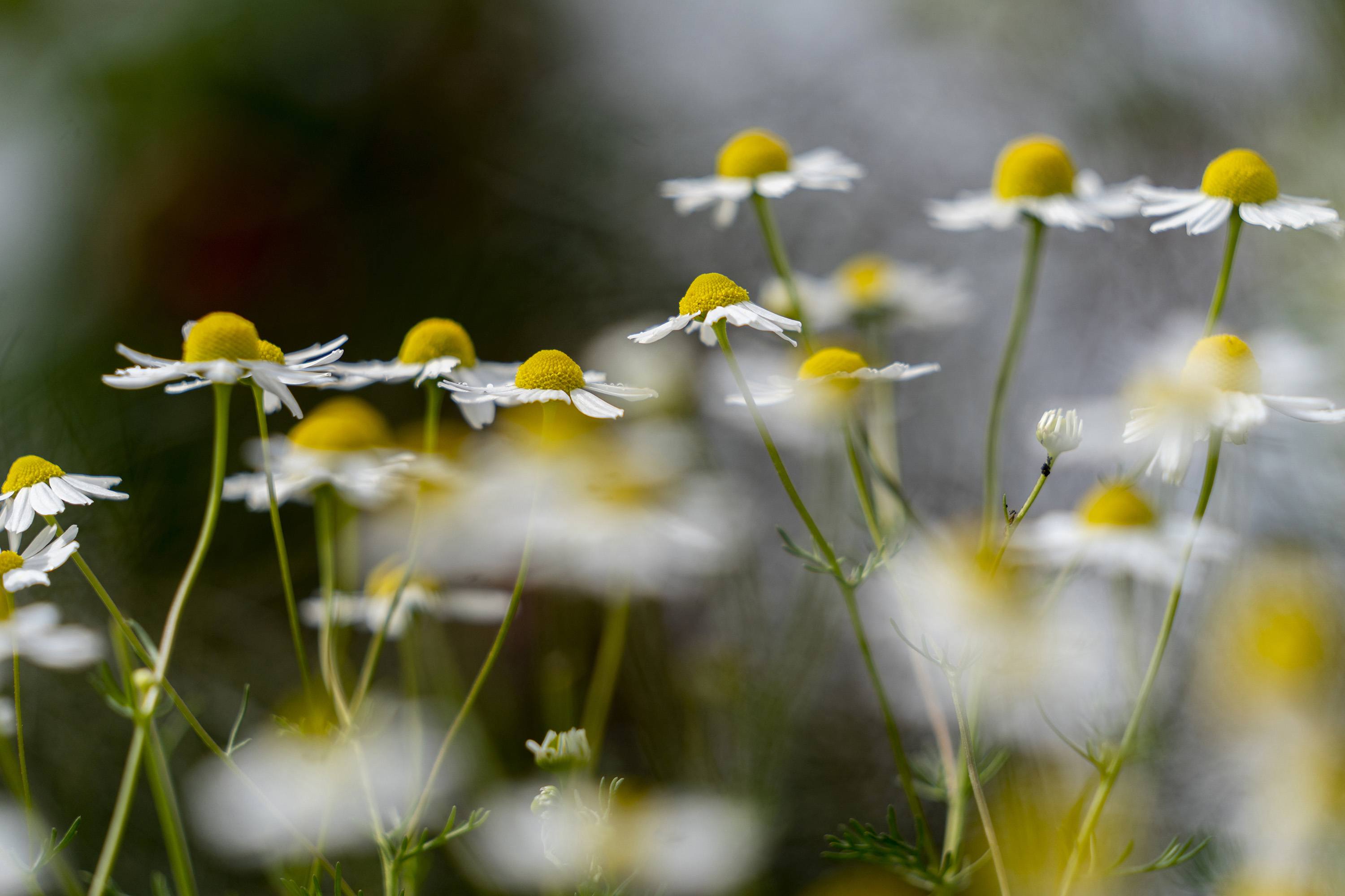 small white daisies close up image