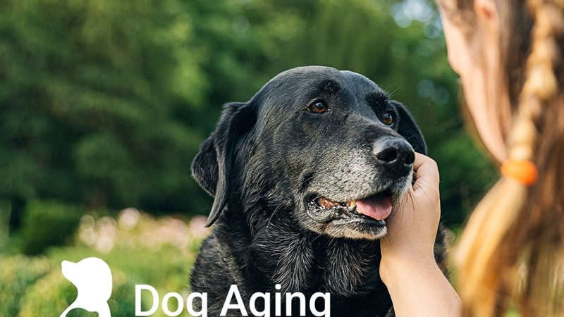 texas a&m dog aging project graphic