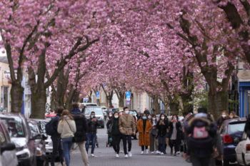 tourists wearing face masks walk down a road covered by trees with pink cherry blossoms