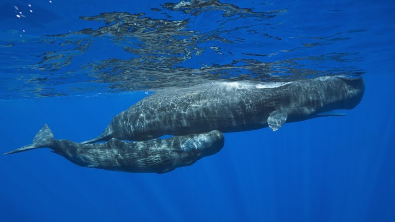 underwater shot of sperm whale with calf